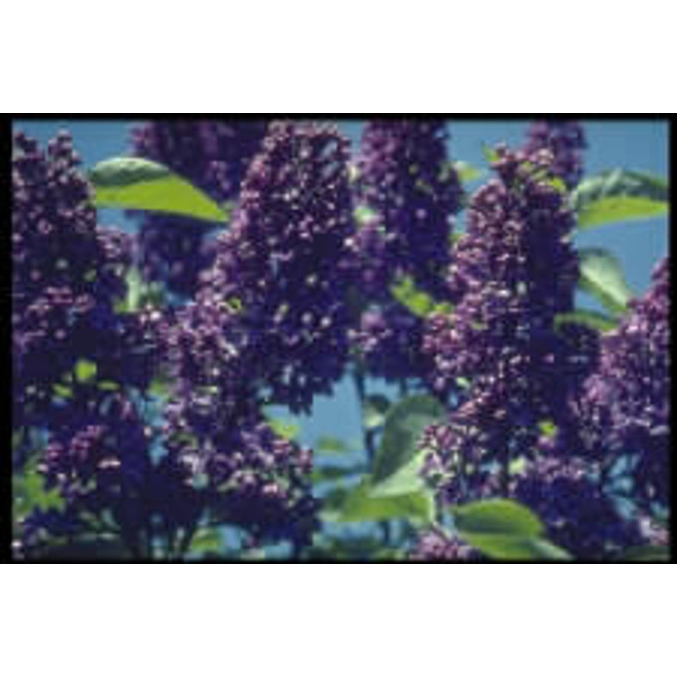 Syren (V); – Syringa vulgaris 'Anden an Ludwig Späth' - 80 CM Stem C10